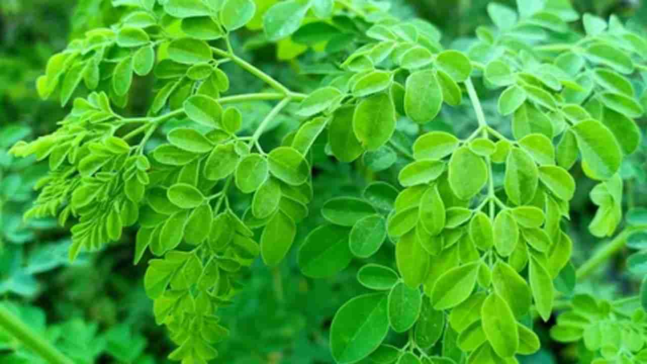 Moringa Leaf Benefits: మునగ ఆకులు తింటున్నారా.. అయితే ఈ విషయాలు తెలుసుకోవాల్సిందే..