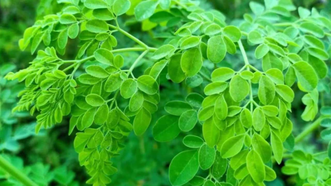 Moringa Leaf Benefits: మునగ ఆకులు తింటున్నారా.. అయితే ఈ విషయాలు తెలుసుకోవాల్సిందే..