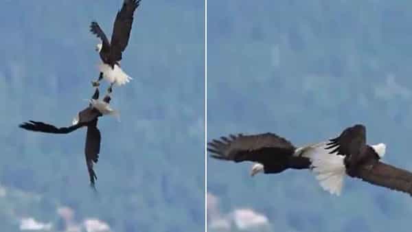 Viral Video: ప్రేమలో మునిగితేలుతున్న డేగలు.. గాలిలో విహరిస్తూ ఏం చేశాయంటే..? వీడియో
