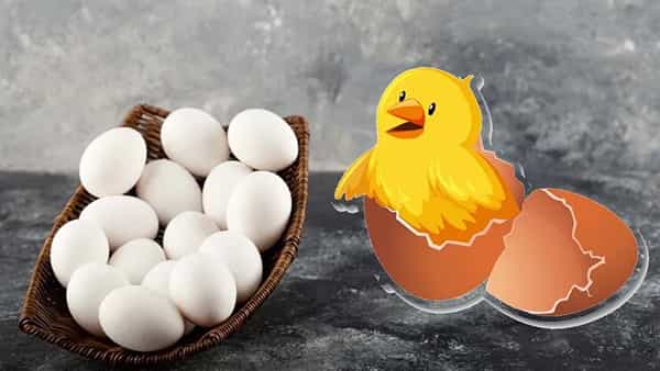 Chicks Oxygen: కోడిపిల్లలకు గుడ్డు లోపల ఆక్సిజన్ ఎలా అందుతుంది..? పుట్టే వరకు అందులో ఎలా జీవిస్తాయి..!