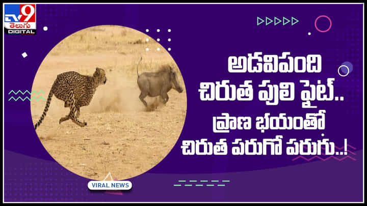 Viral video : చిరుతకు చుక్కలు చూపించిన అడవి పంది.. పరుగులు పెట్టిన చిరుత.. వైరల్ వీడియో.. Viral video : చిరుతకు చుక్కలు చూపించిన అడవి పంది.. పరుగులు పెట్టిన చిరుత.. వైరల్ వీడియో..