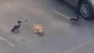 Viral Video:  ట్రయల్ రూమ్‌లో వింత శబ్దాలు.. తీరా వెళ్లి చూస్తే మైండ్ బ్లాంక్ అయ్యింది..