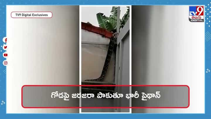 వామ్మో.. గోడపైనుంచి ఇంట్లోకి జరజరా పాకుతూ భారీ కొండచిలువ !! వీడియో వామ్మో.. గోడపైనుంచి ఇంట్లోకి జరజరా పాకుతూ భారీ కొండచిలువ !! వీడియో