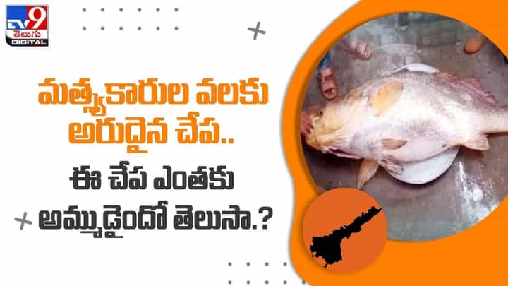 మత్స్యకారుల వలకు అరుదైన చేప !! ఈ చేప ఎంత ధరకు అమ్ముడైందో తెలుసా ?? వీడియో మత్స్యకారుల వలకు అరుదైన చేప !! ఈ చేప ఎంత ధరకు అమ్ముడైందో తెలుసా ?? వీడియో