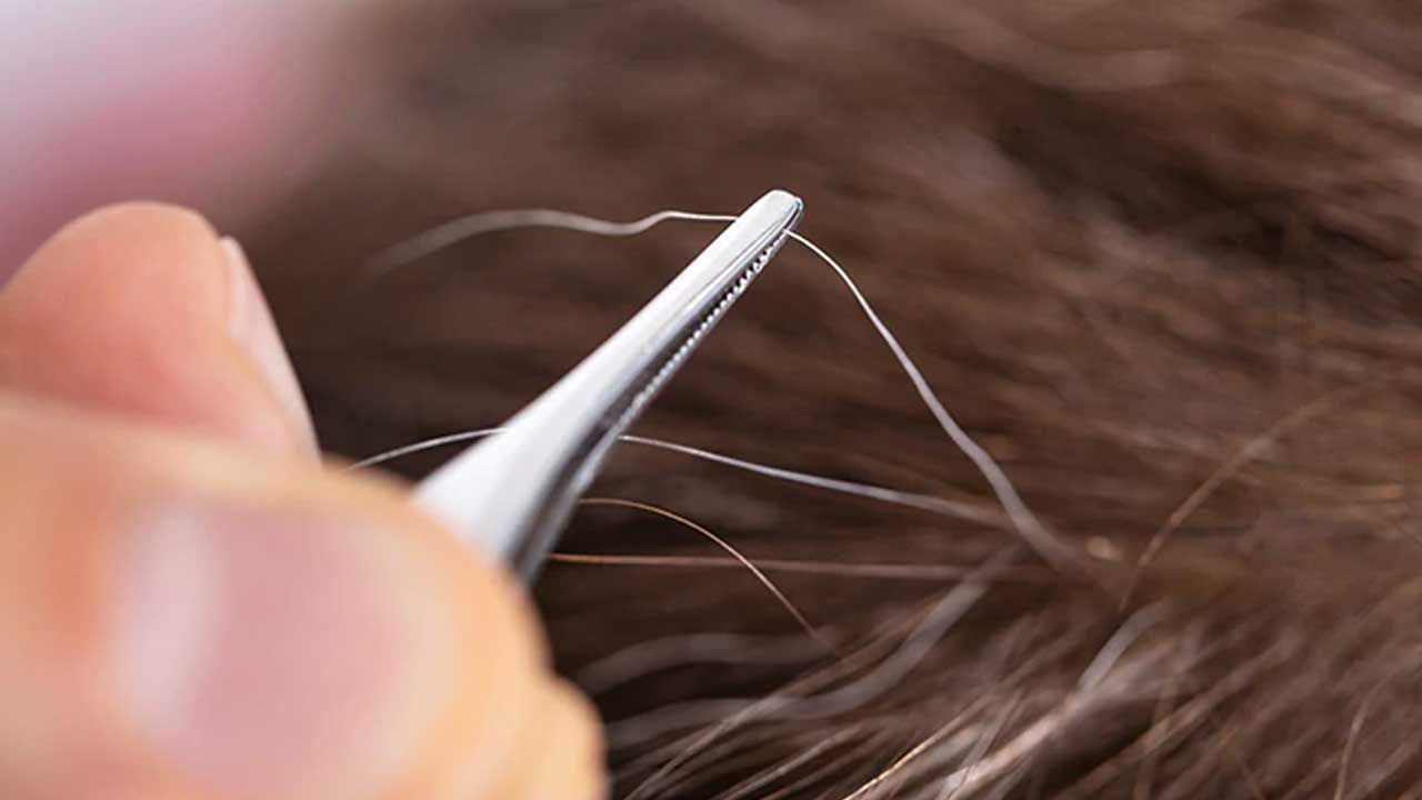 White Hair: If you peel white hair … they will double .. Is this real …? |  Does Pulling One Gray Hair Cause More to Grow in its Place | PiPa News