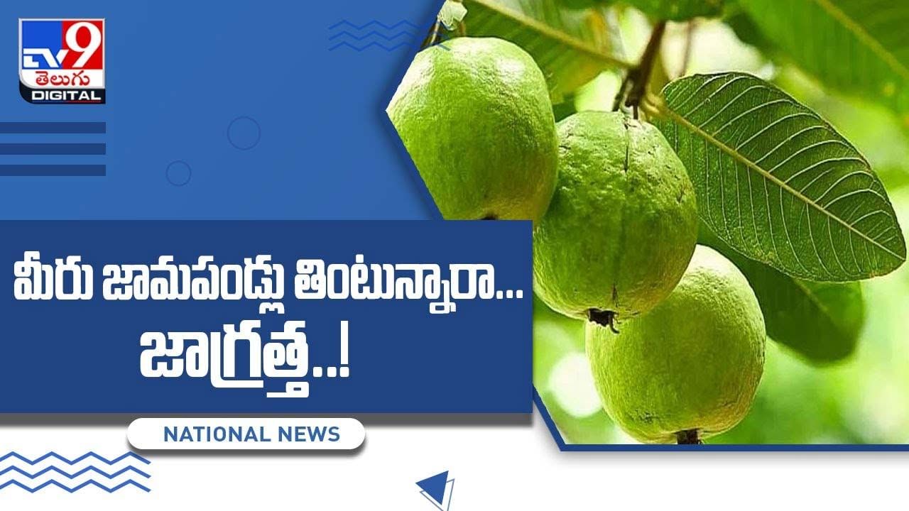 Guava Side Effects: మీరు జామపండ్లు తింటున్నారా !! జాగ్రత్త !! వీడియో