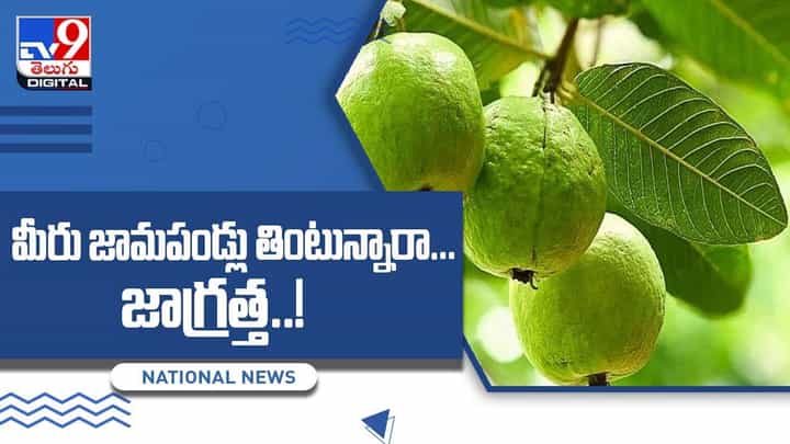 Guava Side Effects: మీరు జామపండ్లు తింటున్నారా !! జాగ్రత్త !! వీడియో Guava Side Effects: మీరు జామపండ్లు తింటున్నారా !! జాగ్రత్త !! వీడియో
