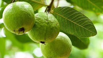 Guava Side Effects: ఈ వ్యక్తులు జామపండ్లను ఎక్కువగా తినకూడదు.. ఎందుకో తెలుసా..