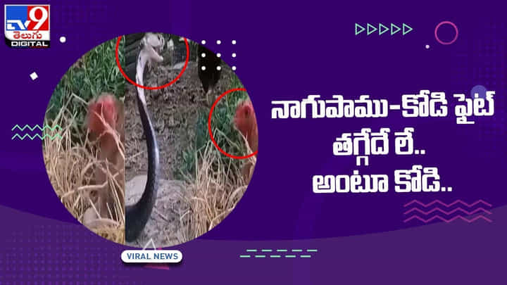 నాగుపాము-కోడి ఫైట్ !! తగ్గేదే లే.. అంటూ కోడి !! వీడియో నాగుపాము-కోడి ఫైట్ !! తగ్గేదే లే.. అంటూ కోడి !! వీడియో