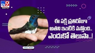 Viral Video: అమ్మాయి అందానికి ప్లాట్ అయిన నెమలి !! ఏం చేసిందో తెలుసా ?? వీడియో