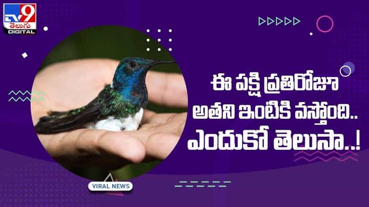 ఈ పక్షి ప్రతిరోజూ అతని ఇంటికి వస్తోంది !! ఎందుకో తెలుసా ?? వీడియో ఈ పక్షి ప్రతిరోజూ అతని ఇంటికి వస్తోంది !! ఎందుకో తెలుసా ?? వీడియో