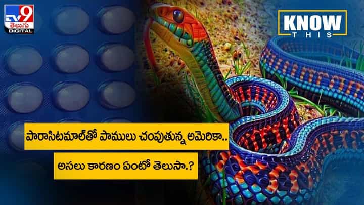 పారాసిటమాల్తో పాములు చంపుతున్న అమెరికా !! అసలు కారణం ఏంటో తెలుసా ?? వీడియో పారాసిటమాల్తో పాములు చంపుతున్న అమెరికా !! అసలు కారణం ఏంటో తెలుసా ?? వీడియో