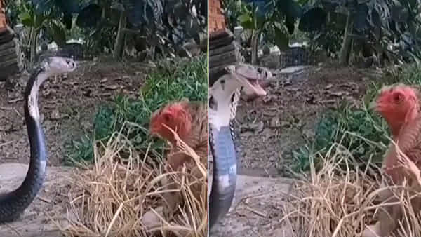 Viral Video: కోడి- పాము మధ్య భీకర పోరు.. వీడియో చూస్తే వణికిపోవాల్సిందే..