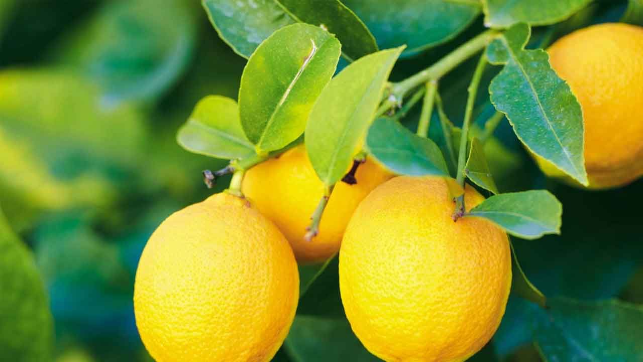 Lemon Side Effects: నిమ్మకాయ ఆరోగ్యానికి మంచిదే.. కానీ ఎక్కువగా తీసుకుంటే ఏం జరుగుతుందో తెలుసా..?