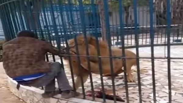 Viral Video: బోనులో సింహంతో పరచకాలు.. నన్నే టచ్ చేస్తావా అంటూ రెచ్చిపోయిన మృగరాజు..