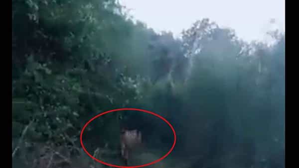 Viral News: రోడ్డుపై వెళ్తున్న వ్యక్తులకు సడన్గా ఎదురైన సింహం.. ఆ తరువాత ఏం జరిగిందంటే..!