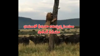 Viral Video: అద్భుతం.. కారు వేగానికి ఛాలెంజ్ విసిరిన జింక.. చిరుతను మించిన వేగంతో పరెత్తింది..