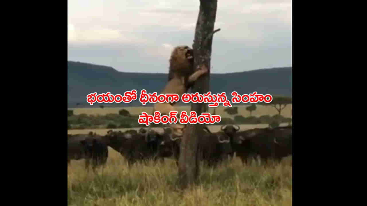 Viral Video: సింహం భయపడటం ఎప్పుడైనా చూశారా?.. చెట్టును పట్టుకుని ఎలా విలపించిందో ఓసారి చూడండి..