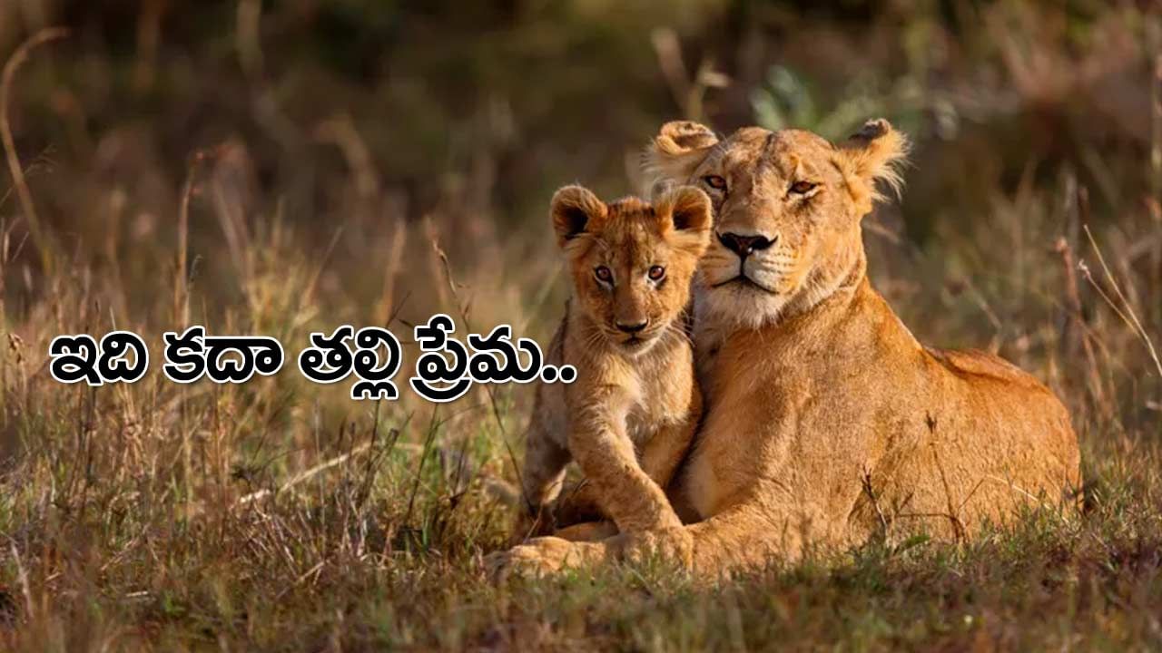 Mother Love: ఇది కదా తల్లి ప్రేమ అంటే.. ఉద్వేగానికి గురి చేస్తున్న సింహం వీడియో.. మీరూ ఓ లుక్కేయండి..!