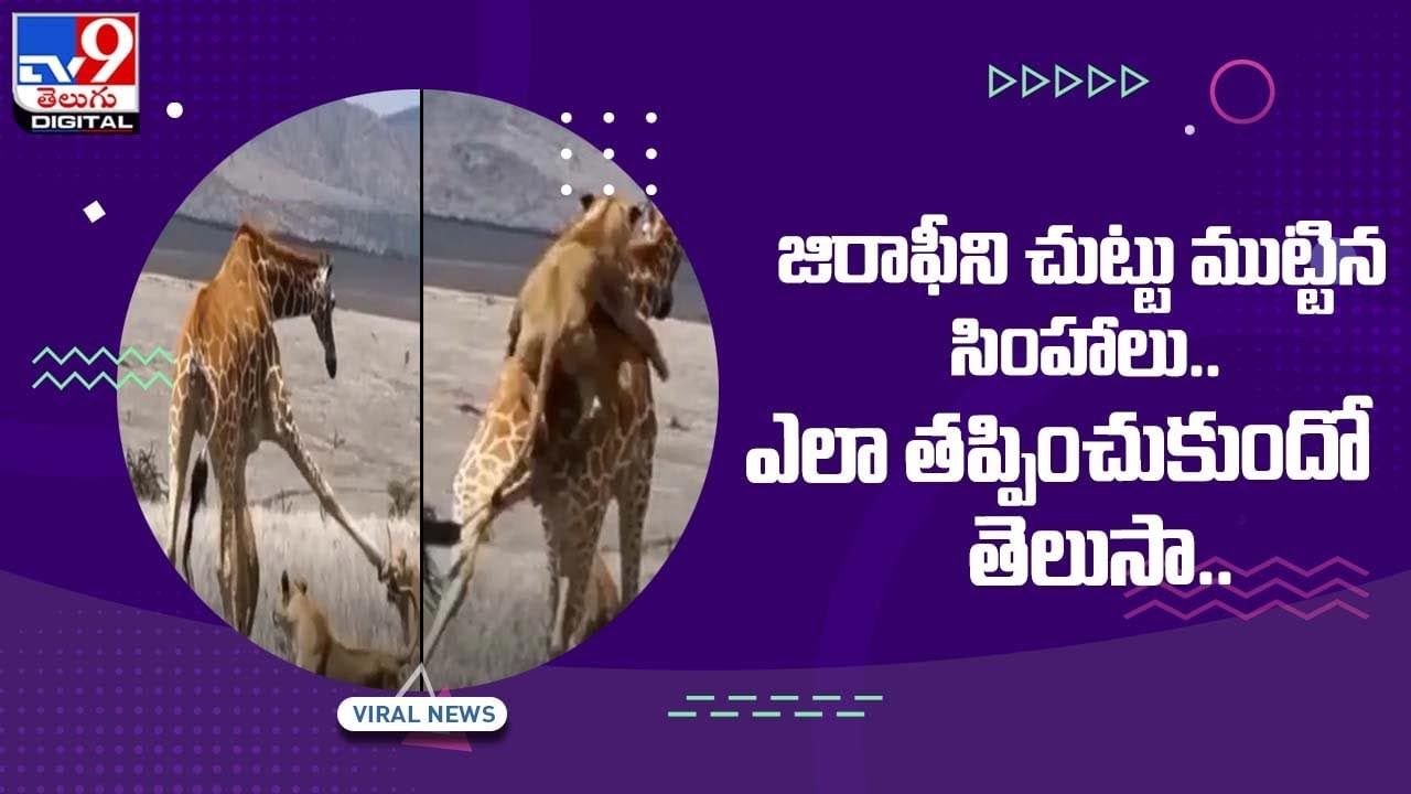 Viral Video: జిరాఫీని చుట్టు ముట్టిన సింహాలు !! ఎలా తప్పించుకుందో