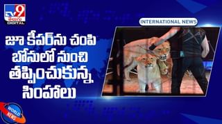 Viral Video: వందే మాతరం పాటకు గున్న ఏనుగు డాన్స్‌ !! సూపర్బ్‌.. వీడియో