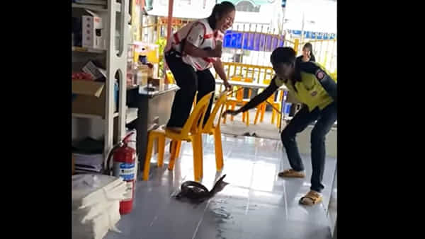 Viral Video: రెస్టారెంట్లోకి రాకాసి బల్లి.. యువతి చేసిన పనికి అందరూ హడల్.. చివరికి ఏం జరిగిందంటే!