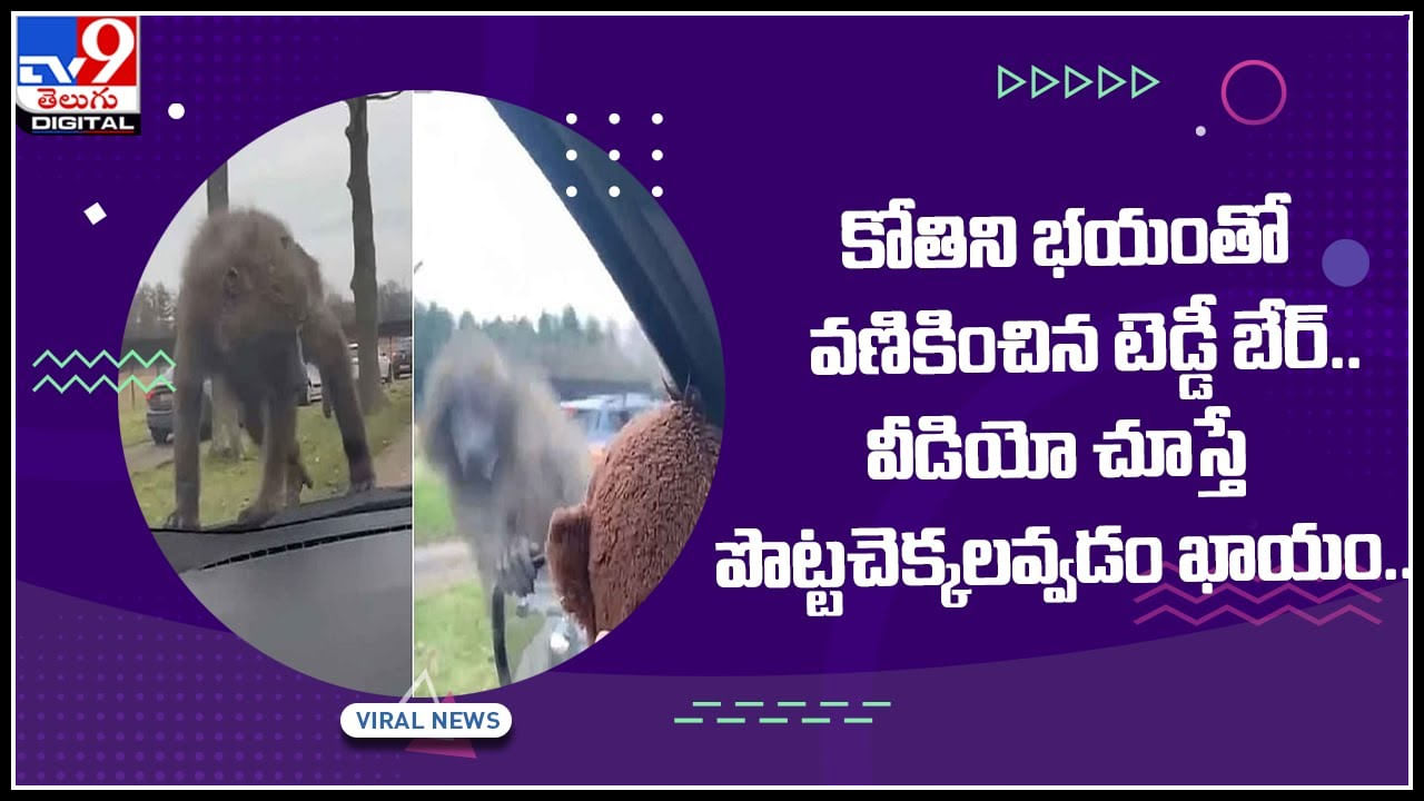 Monkey Funny Video: టెడ్డీ బేర్ చూసి భయంతో వణికిపోయిన కోతి.. వీడియో చూస్తే పొట్టచెక్కలవ్వడం ఖాయం..