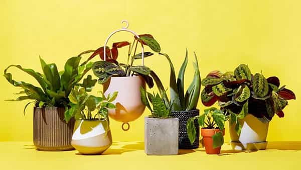 Lucky Plants : రాశిచక్రం ప్రకారం ఈ చెట్లు నాటితే కొరుకున్నది జరుగుతుందట.. అవేంటో ఇప్పుడే తెలుసుకోండి..