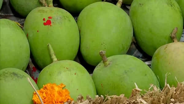 Viral News: వేలం పాటలో రూ. 31 వేలు పలికిన మామిడి కాయలు.. అంత ప్రత్యేకత ఏంటనేగా.?