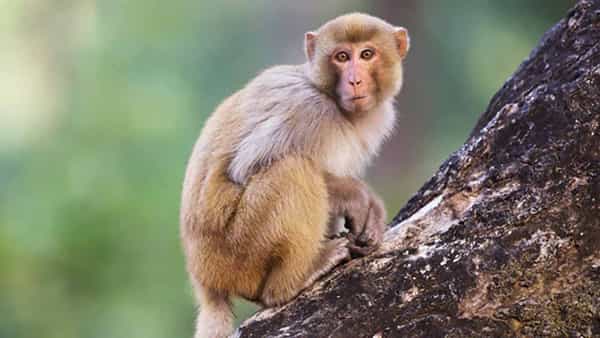 Viral Video: వామ్మో.. ఈ కోతి మాముల్ది కాదుగా.. ఒలంపిక్కు పంపితే పథకాలన్ని మనకే ఇక..