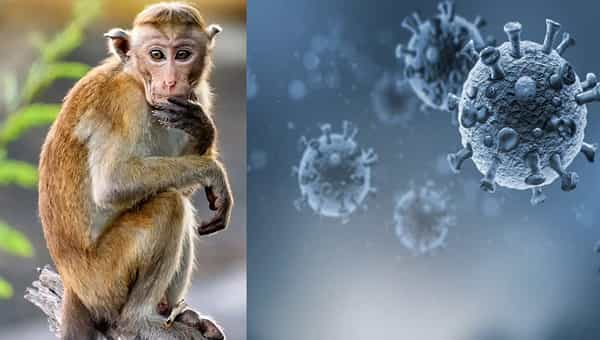 Monkey Fever: కరోనా తగ్గిందని సంతోషించే లోపే మరో వైరస్.. కేరళలో మరోసారి వెలుగులోకి మంకీ ఫీవర్.