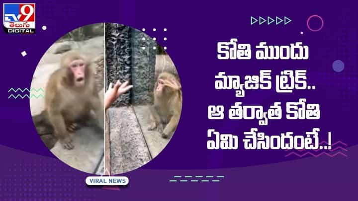 Viral Video: కోతి ముందు మ్యాజిక్ ట్రిక్ !! ఆ తర్వాత కోతి ఏమి చేసిందంటే ?? వీడియో Viral Video: కోతి ముందు మ్యాజిక్ ట్రిక్ !! ఆ తర్వాత కోతి ఏమి చేసిందంటే ?? వీడియో