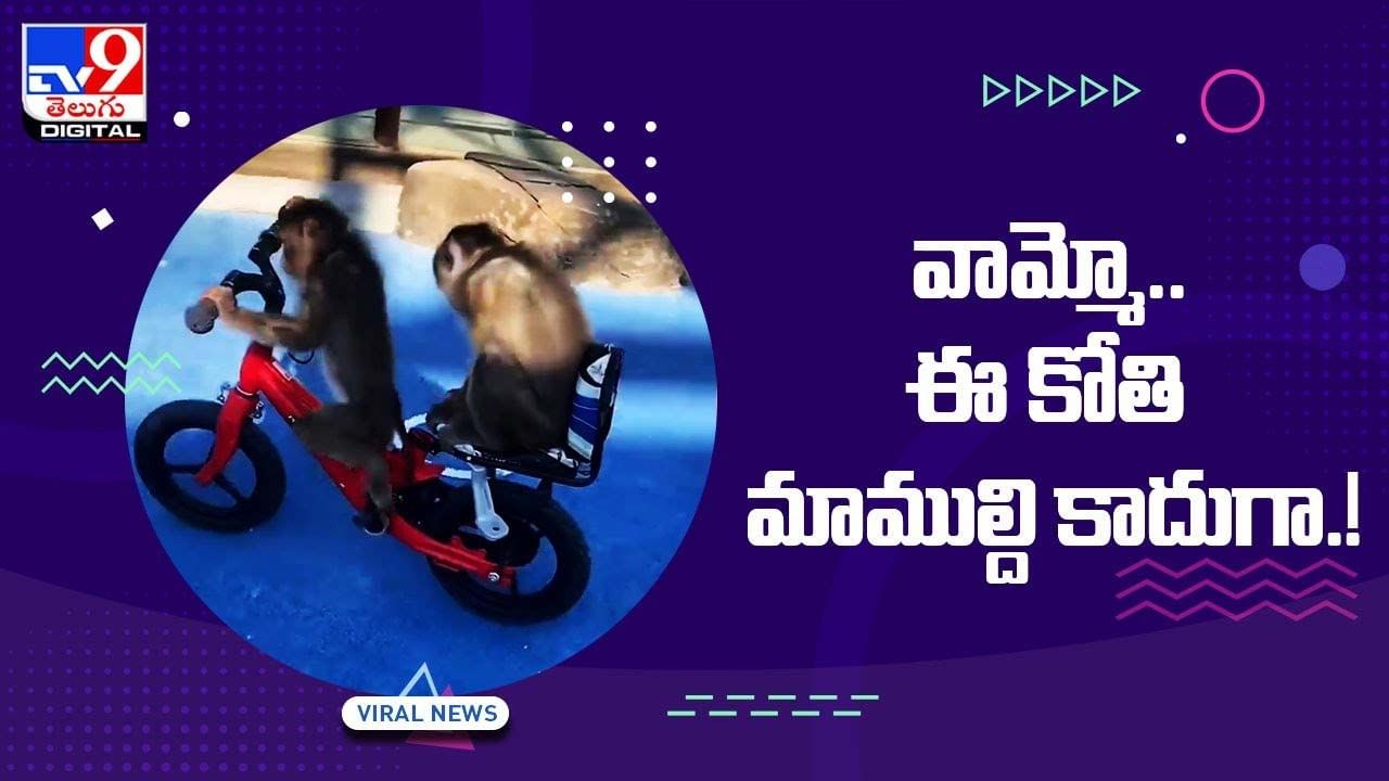 Viral Video: వామ్మో.. ఈ కోతి మాముల్ది కాదుగా !! నెట్టింట వీడియో వైరల్