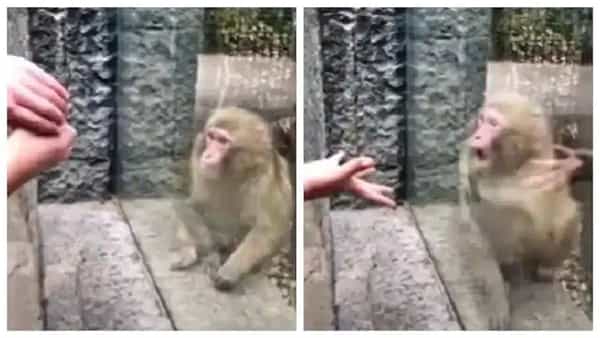 Viral Video: జూలో కోతి ముందు ఓ వ్యక్తి మ్యాజిక్.. కోతి రియాక్షన్ వీడియో నెట్టింట్లో వైరల్..