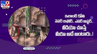 Flying Fish: గాల్లో ఎగిరే చేపలను చూశారా ఎప్పుడైనా !! వీడియో