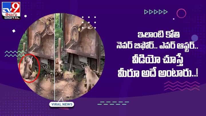 ఇలాంటి కోతి నెవర్ బిఫోర్.. ఎవర్ ఆఫ్టర్.. వీడియో చూస్తే మీరూ అదే అంటారు.. వీడియో ఇలాంటి కోతి నెవర్ బిఫోర్.. ఎవర్ ఆఫ్టర్.. వీడియో చూస్తే మీరూ అదే అంటారు.. వీడియో