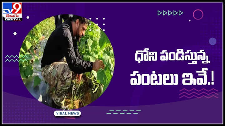 MS Dhoni: రైతుగా మారిన ఎంఎస్ ధోనీ.. కూల్ కెప్టెన్ పండిస్తున్న పంటలు ఇవే.!(వీడియో) MS Dhoni: రైతుగా మారిన ఎంఎస్ ధోనీ.. కూల్ కెప్టెన్ పండిస్తున్న పంటలు ఇవే.!(వీడియో)