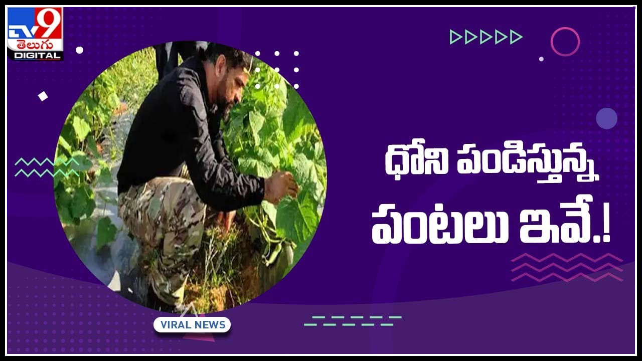 MS Dhoni: రైతుగా మారిన ఎంఎస్ ధోనీ.. కూల్ కెప్టెన్ పండిస్తున్న పంటలు ఇవే.!(వీడియో)