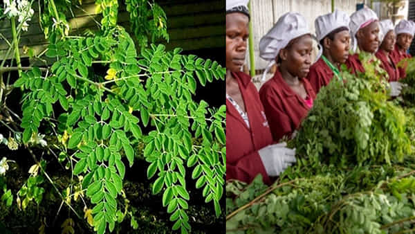 Drumstick Leaves: ఇది ఆకుకూర కాదు.. ఆకుపచ్చ బంగారం.. ఎన్నో వ్యాధులకు సహజ ఔషధం..