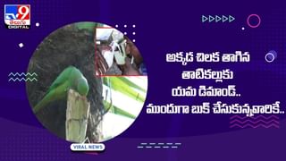 ఆకలి తీర్చుకోవడానికి మేక అద్భుతమైన ఐడియా !! వీడియో మతి పోతుంది !!