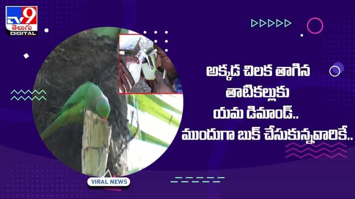 అక్కడ చిలక తాగిన తాటికల్లుకు యమ డిమాండ్ !! ముందుగా బుక్ చేసుకున్నవారికే !! వీడియో అక్కడ చిలక తాగిన తాటికల్లుకు యమ డిమాండ్ !! ముందుగా బుక్ చేసుకున్నవారికే !! వీడియో