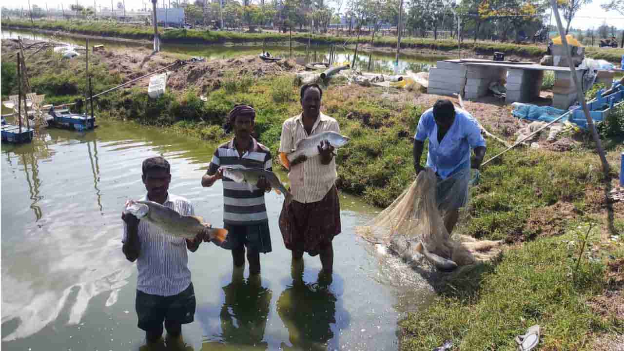 Pandugappa Fish: చేపలకు రారాజు ఈ జలపుష్పం.. అంతర్జాతీయ మార్కెట్‌లో భారీ డిమాండ్‌