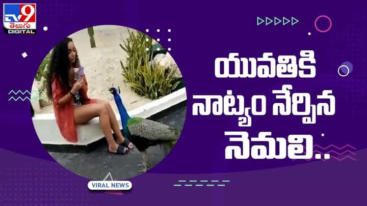 Viral Video: అమ్మాయి అందానికి ప్లాట్ అయిన నెమలి !! ఏం చేసిందో తెలుసా ?? వీడియో Viral Video: అమ్మాయి అందానికి ప్లాట్ అయిన నెమలి !! ఏం చేసిందో తెలుసా ?? వీడియో