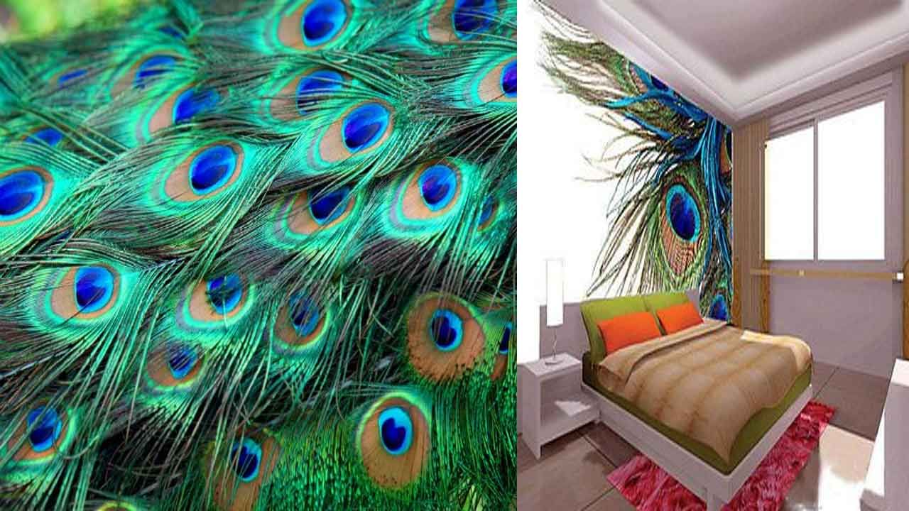 Peacock Feathers: పనిలో ఆటంకాలు, ఆర్ధిక ఇబ్బందుల ఏర్పడుతున్నాయా.. దోష నివారణకు నెమలి ఈకలను ప్రయత్నించండి..