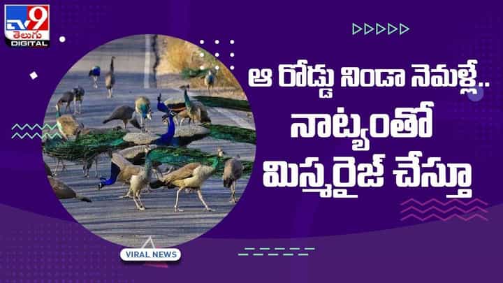 ఆ రోడ్డు నిండా నెమళ్లే !! నాట్యంతో మిస్మరైజ్ చేస్తూ !! వీడియో ఆ రోడ్డు నిండా నెమళ్లే !! నాట్యంతో మిస్మరైజ్ చేస్తూ !! వీడియో