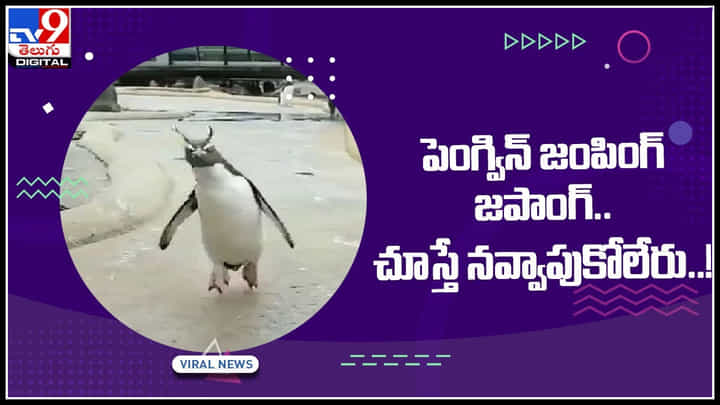Penguin swinging Video: పెంగ్విన్ జంపింగ్ జపాంగ్.. ఇంత దర్జాతనం చూస్తే నవ్వాపుకోలేరు..! వైరల్ వీడియో.. Penguin swinging Video: పెంగ్విన్ జంపింగ్ జపాంగ్.. ఇంత దర్జాతనం చూస్తే నవ్వాపుకోలేరు..! వైరల్ వీడియో..