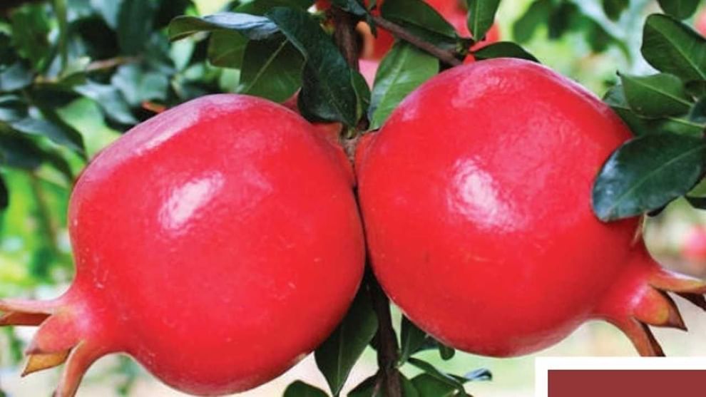Pomegranate: దానిమ్మ సాగుతో అధిక లాభాలు.. పెట్టుబడి తక్కువ లాభాలు ఎక్కువ..