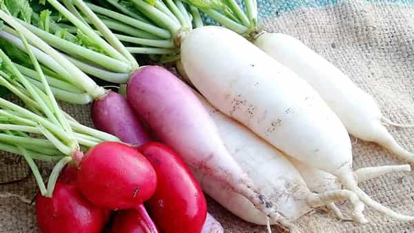 Radish Benefits: మొలలుతో ఇబ్బందులు పడుతున్నారా.. ముల్లంగి దివ్య ఔషధం.. ఎలా ఉపయోగించాలంటే..