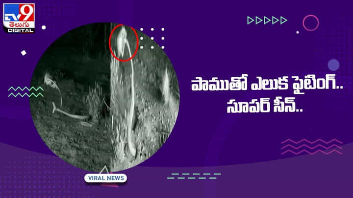 Viral Video: పాముతో ఎలుక ఫైటింగ్ !! నెట్టింట వీడియో వైరల్ Viral Video: పాముతో ఎలుక ఫైటింగ్ !! నెట్టింట వీడియో వైరల్