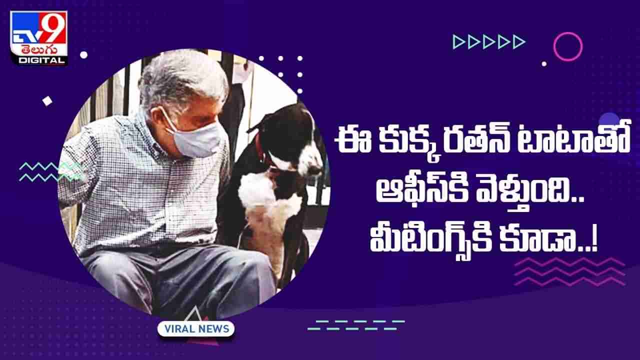 ఈ కుక్క రతన్ టాటాతో ఆఫీస్ కి వెళ్తుంది !! మీటింగ్స్ కి కూడా !! వీడియో